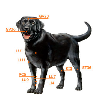 Dog Paw Reflexology Chart