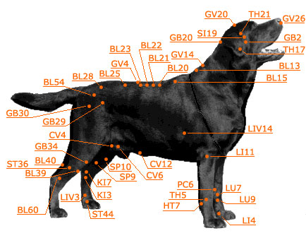 Free Reflexology For Dogs Chart