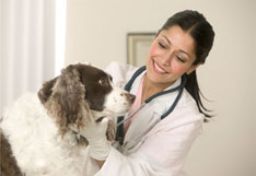 Veterinarian with Dog